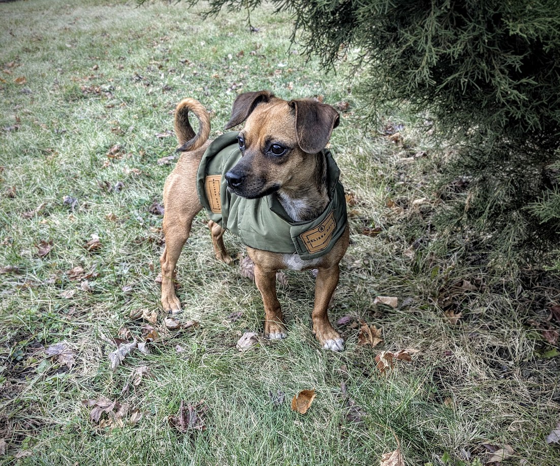 dog in coat with leather patch